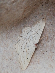 Idaea elongaria