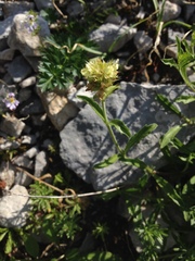 Sideritis hyssopifolia