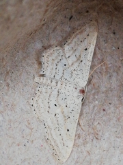 Idaea elongaria