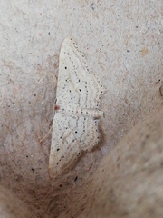 Idaea elongaria