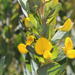 Rafnia triflora - Photo (c) Tony Rebelo, μερικά δικαιώματα διατηρούνται (CC BY-SA), uploaded by Tony Rebelo