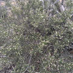 Cryptandra tomentosa