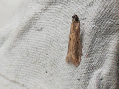 Gymnancyla ruscinonella