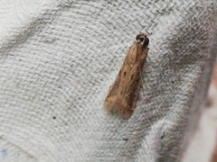 Gymnancyla ruscinonella