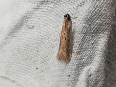 Gymnancyla ruscinonella