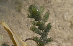 Ceratophyllum