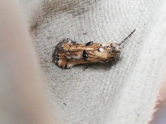 Pempelia genistella