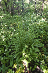 Lilium candidum