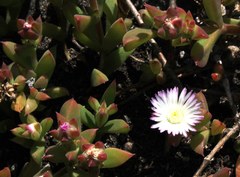 Delosperma patersoniae