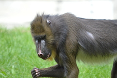 Mandrillus sphinx