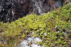 Delosperma patersoniae