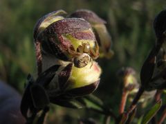 Synema marlothi