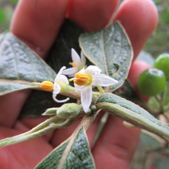 Lycianthes radiata