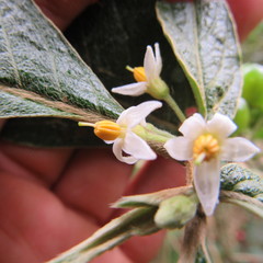 Lycianthes radiata