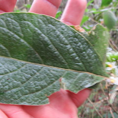 Lycianthes radiata