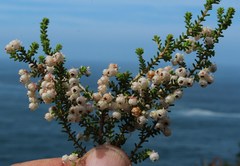 Erica formosa