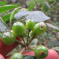 Lycianthes radiata