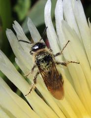 Campsomeriella