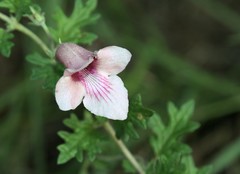 Dicerocaryum senecioides