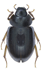 Hydrobius rottenbergii