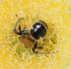 Campsomeriella