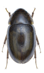 Enochrus bicolor