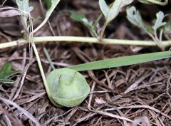 Dicerocaryum senecioides