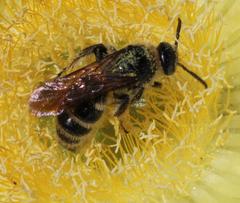 Campsomeriella