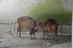 Reeves' Muntjac photo 6