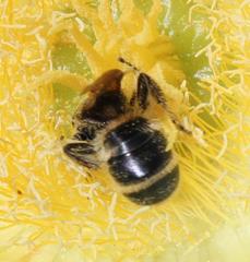 Campsomeriella