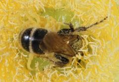 Campsomeriella