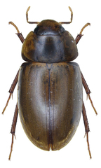 Enochrus testaceus