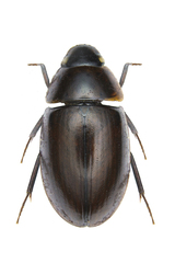 Enochrus quadripunctatus