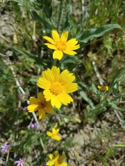 Monolopia lanceolata