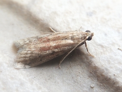 Ephestia woodiella