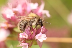 Bombus pascuorum