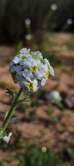 Manulea altissima glabricaulis