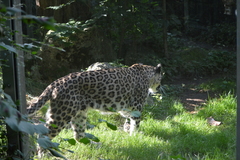 Panthera pardus tulliana