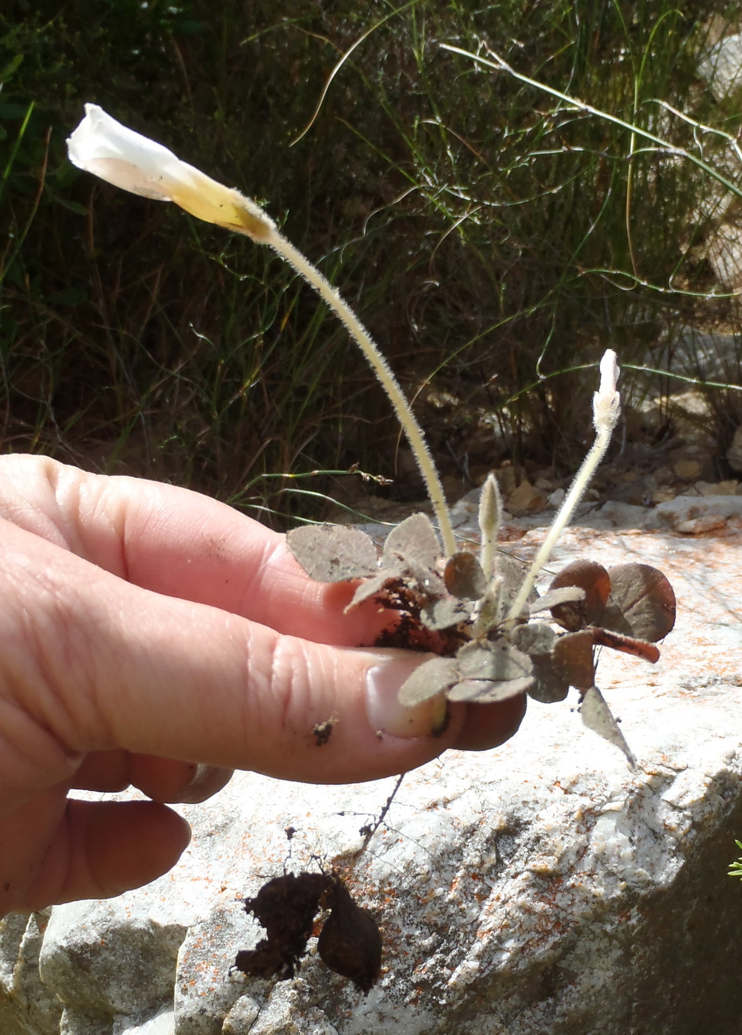 Oxalis algoensis Eckl. & Zeyh.