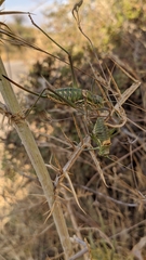 Steropleurus andalusius