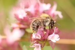 Bombus pascuorum