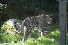 Panthera pardus tulliana