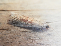 Ephestia woodiella