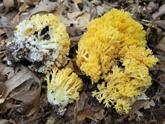Ramaria caulifloriformis