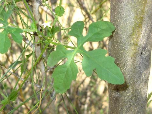 Dactyliandra image