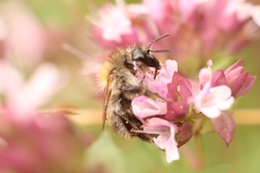Bombus pascuorum