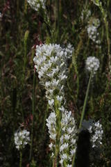 Dischisma ciliatum ciliatum