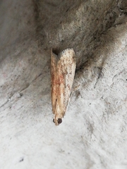 Ephestia woodiella