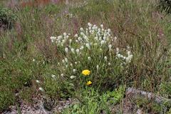 Dischisma ciliatum ciliatum