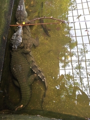 Crocodylidae